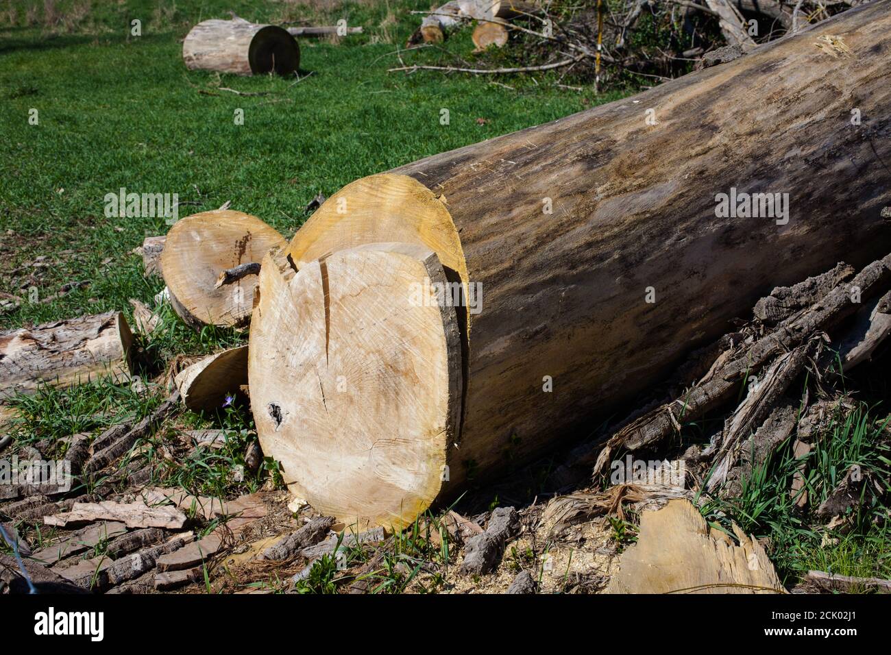 Morte di un albero gigante. Foto Stock