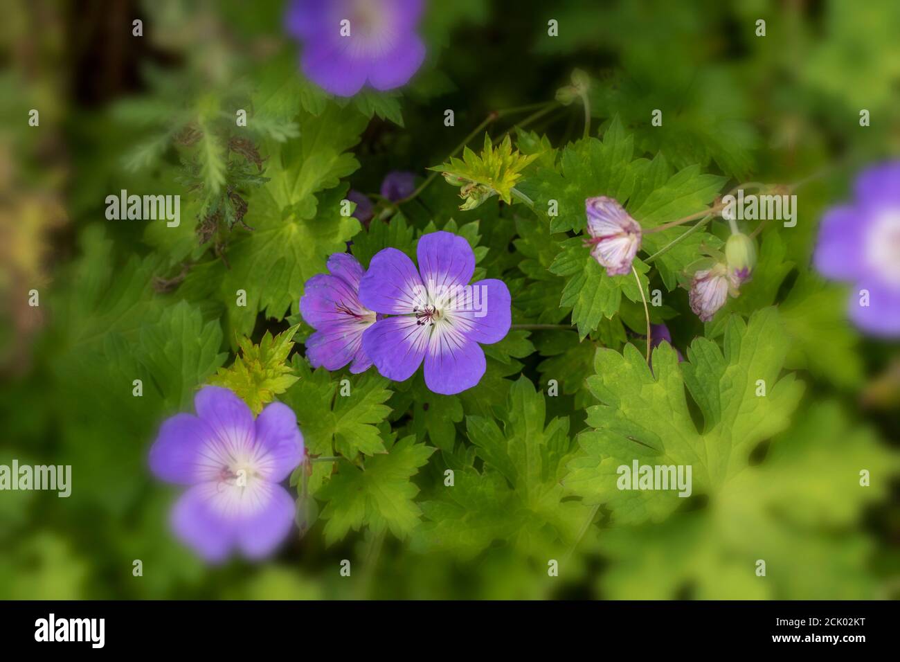 Geranium Rozanne 'Grande' fiore e fogliame primo piano Foto Stock