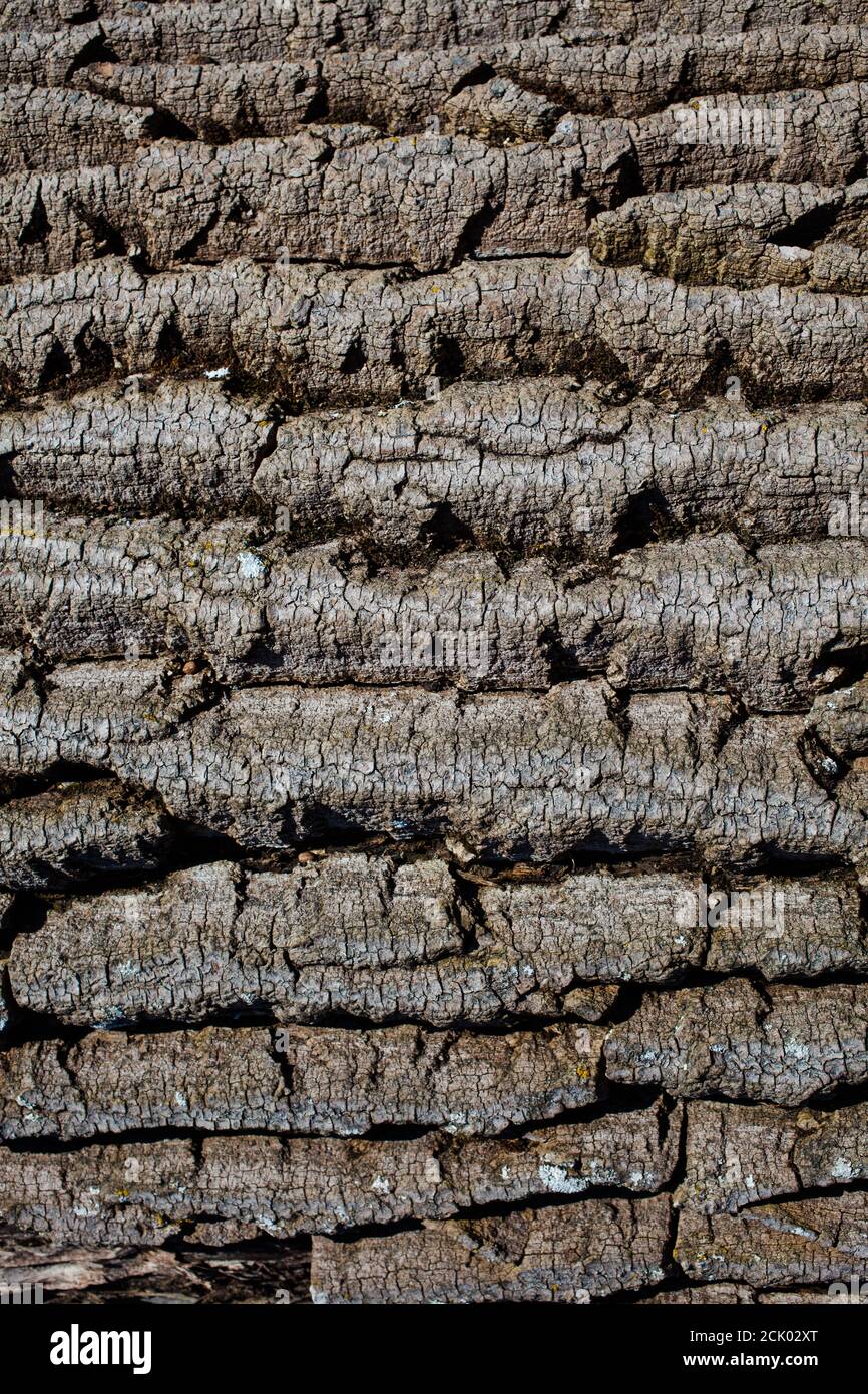 Morte di un albero gigante. Foto Stock