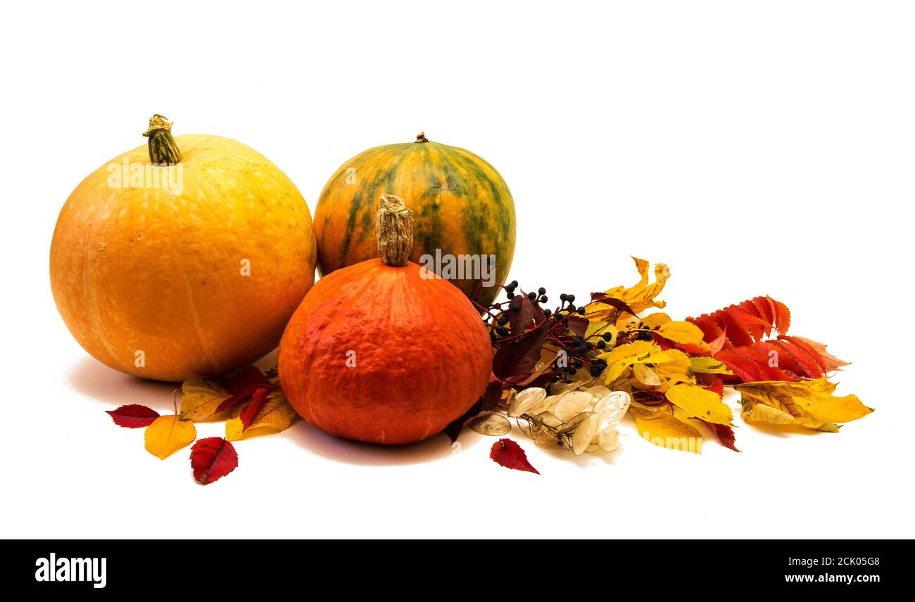 Zucche e foglie isolate su sfondo bianco. Felice ringraziamento Foto Stock