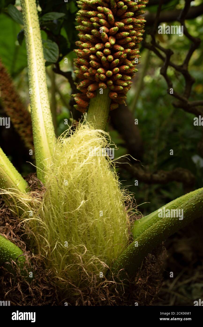 Gunnera Tinctoria, motivi e forme in ritratto naturale Foto Stock