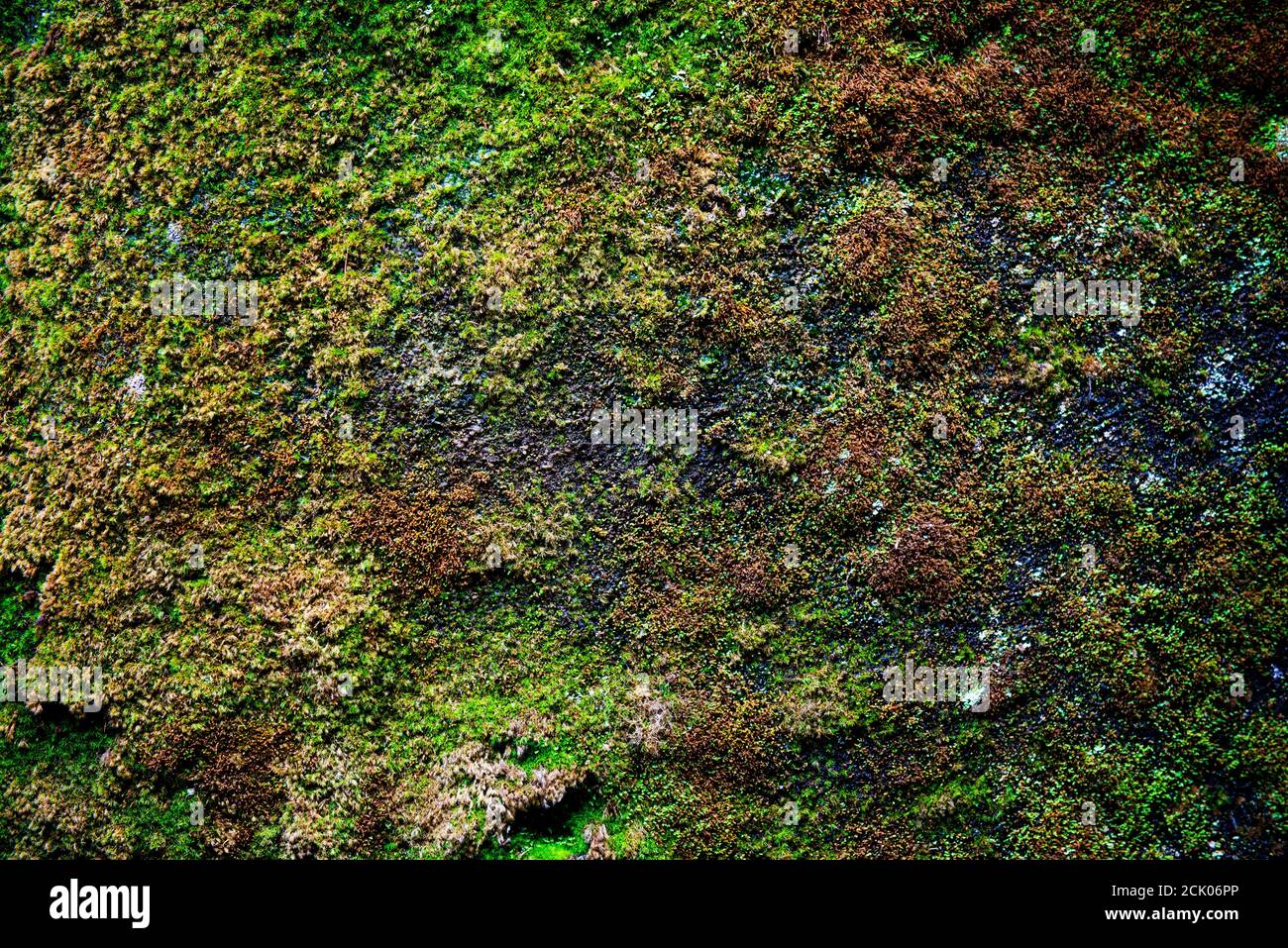 Texture muschio su sfondo pietra - primo piano, spazio di copia. Foto Stock