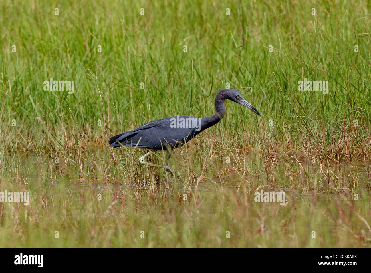 Adulto Little Blue Heron nel Parco Nazionale Everglades vicino a Homestead Florida. Egretta caerulea Foto Stock