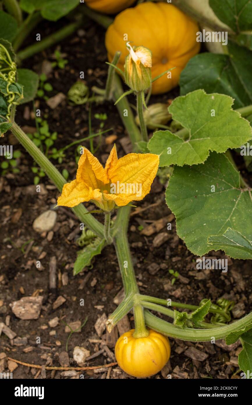 Squash 'Turks Turban' Foto Stock