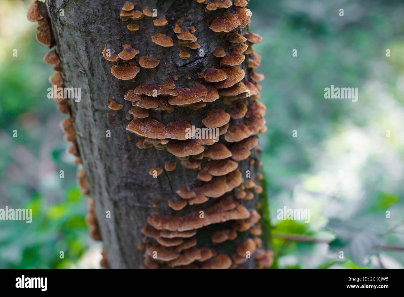 Tronco di albero coperto con molti funghi marroni, fungo su un albero primo piano Foto Stock