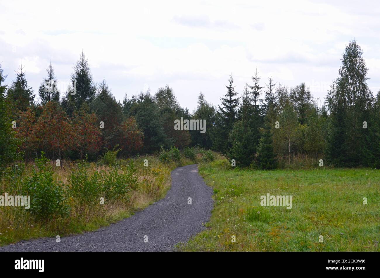 Sentiero ghiaia che si snoda su un prato vicino alla foresta Foto Stock