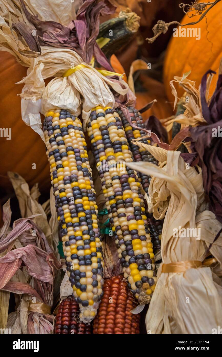 Negozio di alimentari, mostra autunnale di zucche e mais, con cimeli e varietà di mais del patrimonio dei nativi americani. Foto Stock