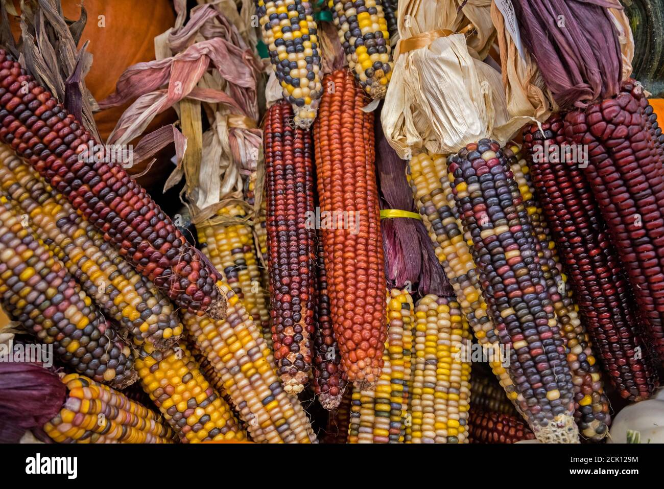 Negozio di alimentari, mostra autunnale di zucche e mais, con cimeli e varietà di mais del patrimonio dei nativi americani. Foto Stock
