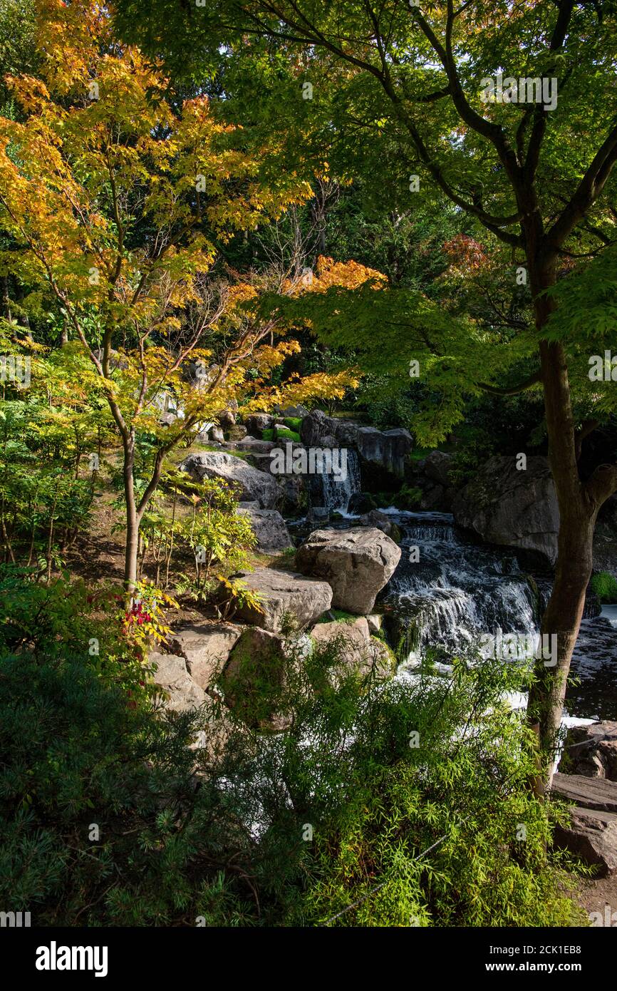 Albero e cascata nel Giardino di Kyoto, Holland Park, Londra; aperto dal Principe Carlo e il Principe ereditario del Giappone nel 1991, come kaiyushiki giapponese Foto Stock