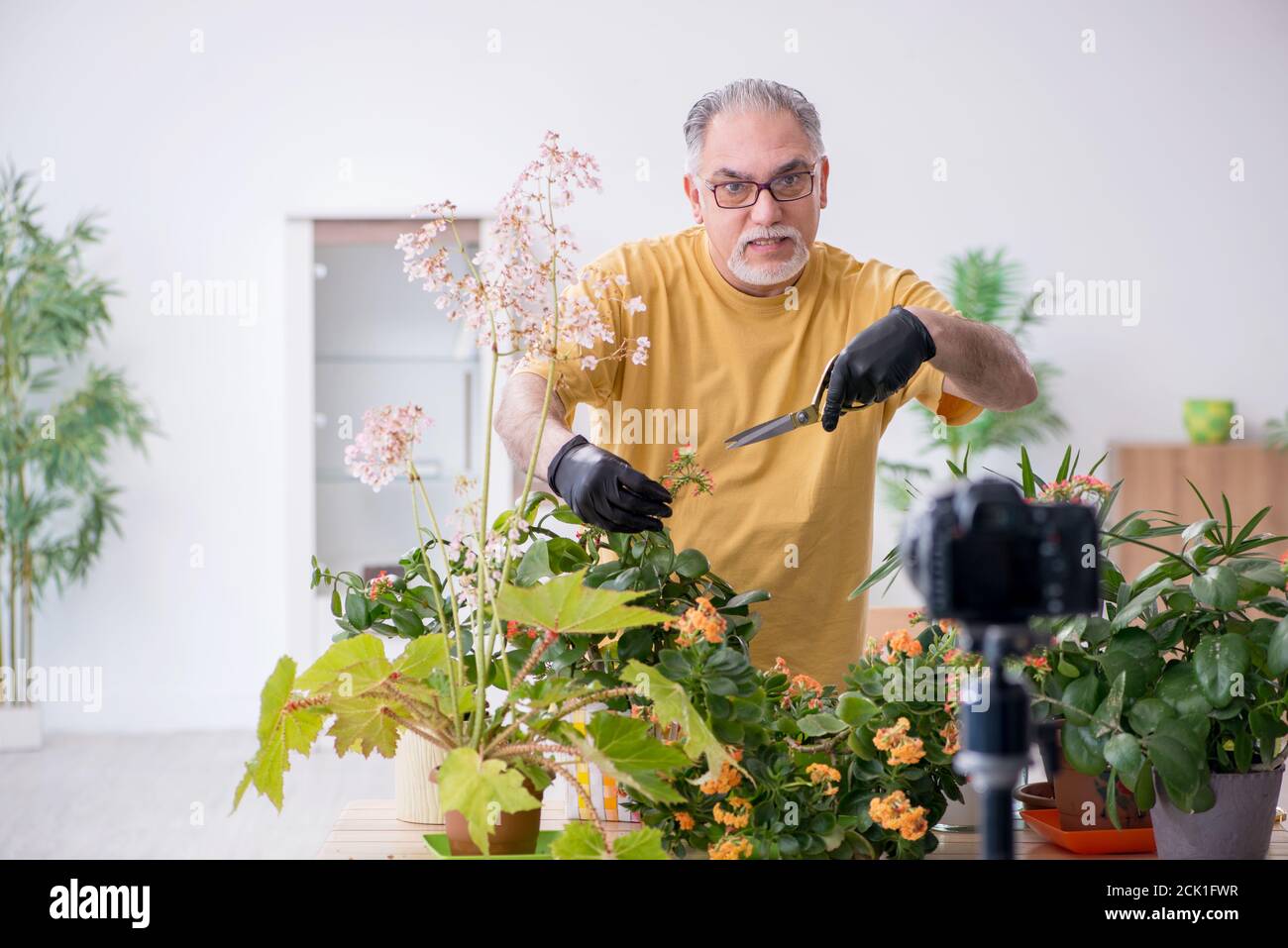 Vecchio giardiniere maschile con piante a casa Foto Stock