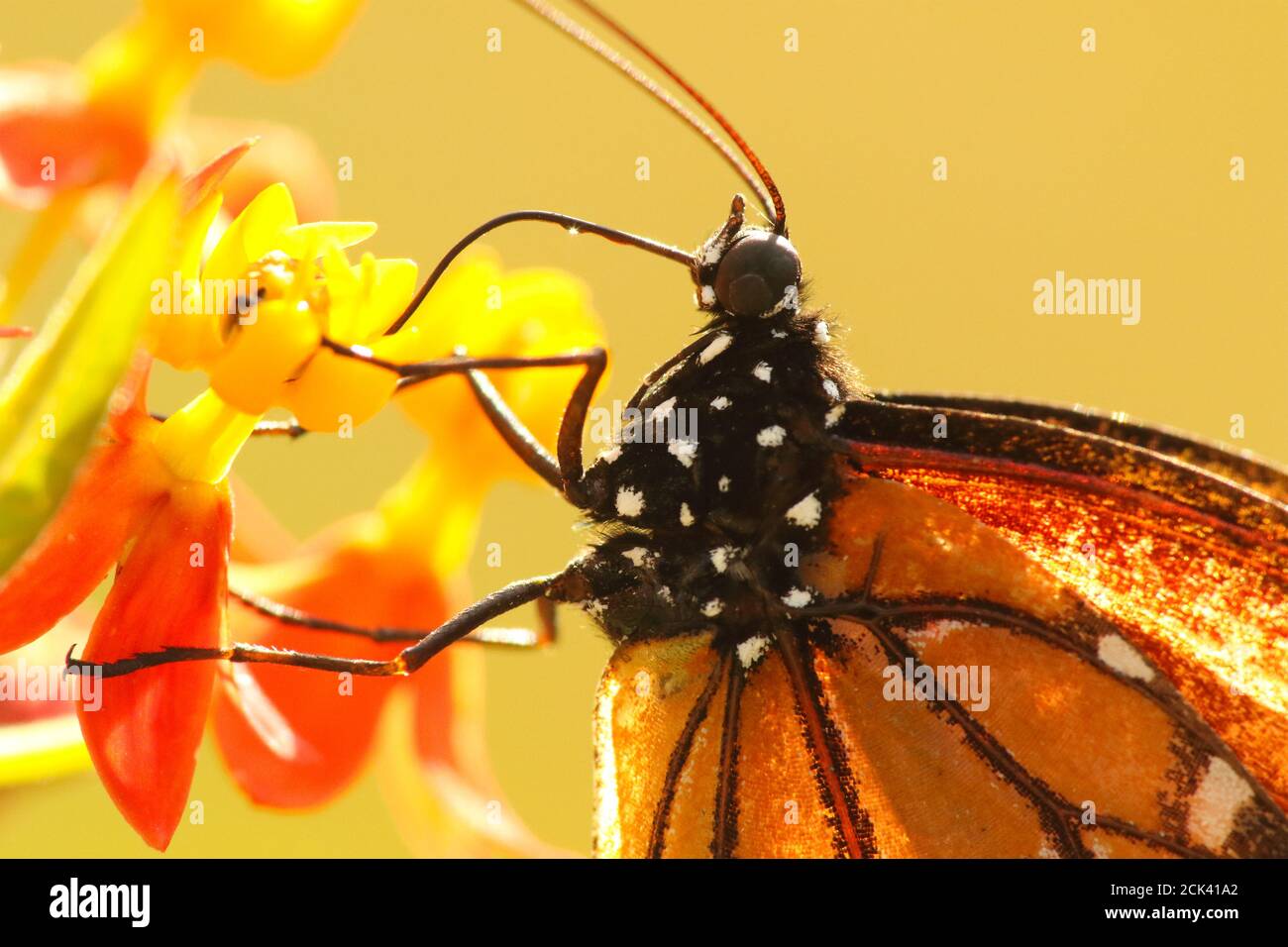 Una farfalla monarca che indaga un fiore per cibo Foto Stock