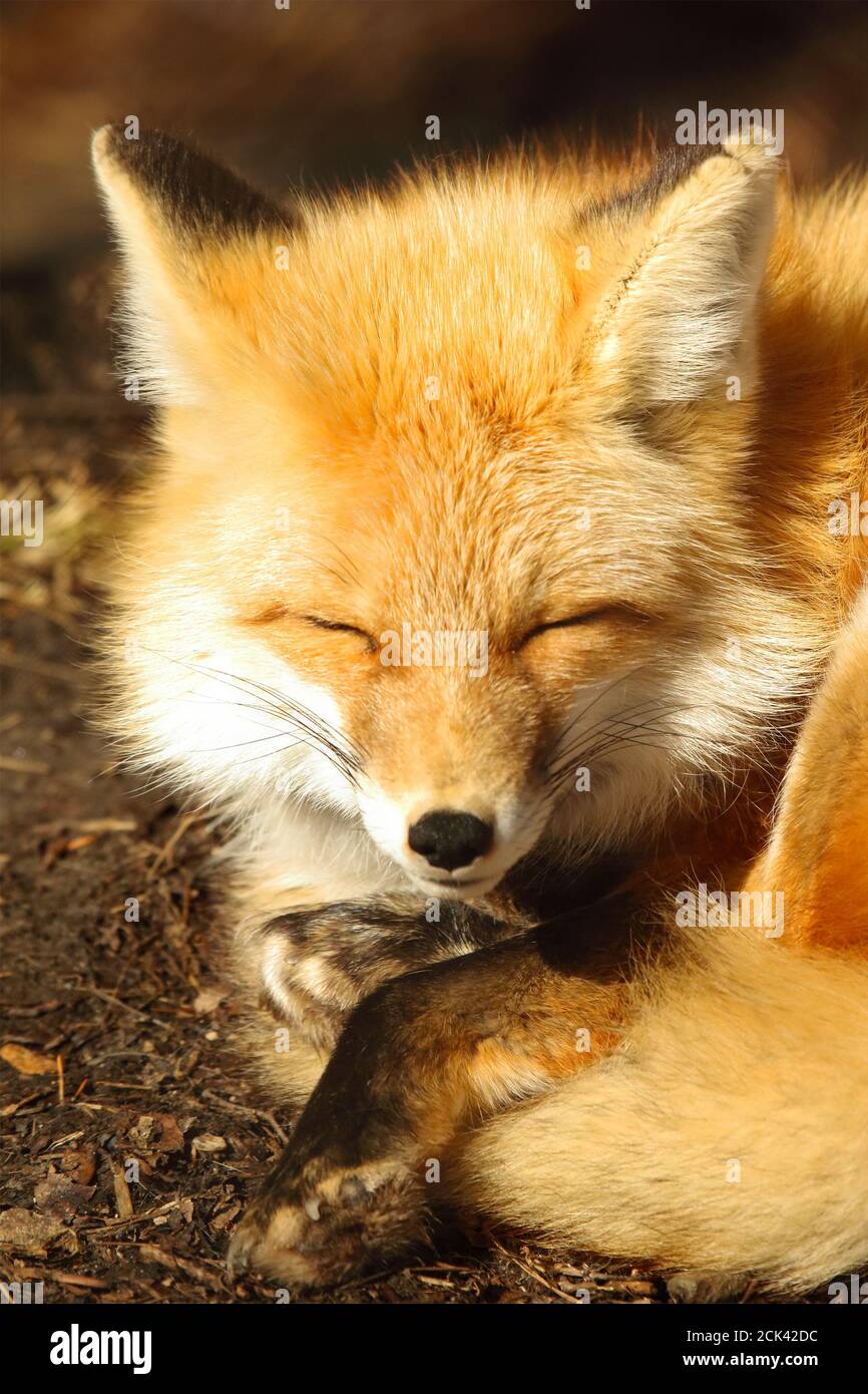Una volpe rossa che prende un pisolino pomeridiano Foto Stock