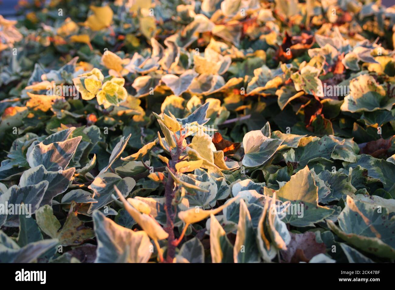 romantica distesa di verde edera pianta arrampicata in giallo luci del sole che tramonta Foto Stock