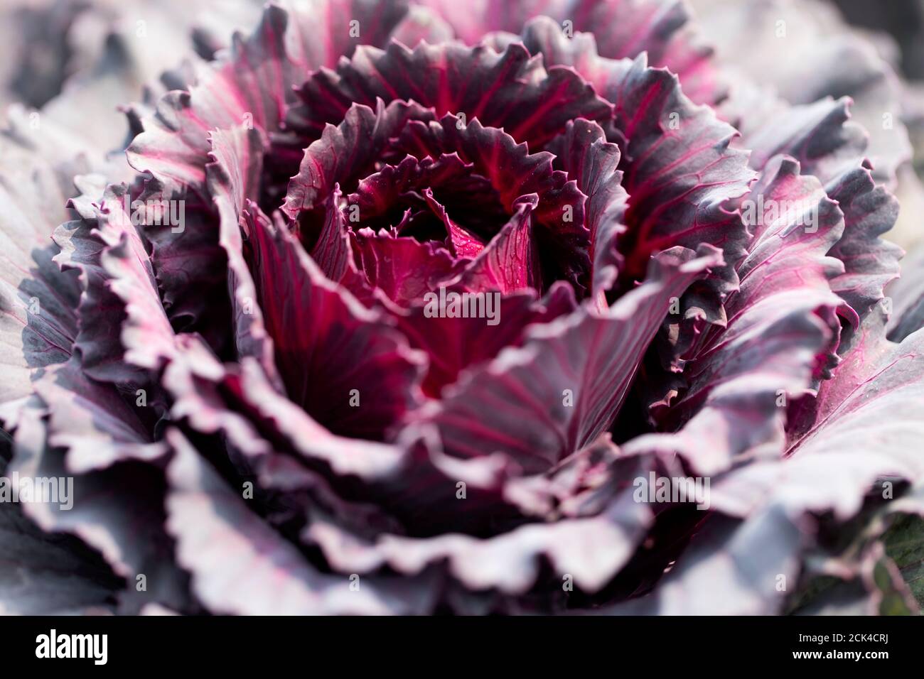 Kale ornamentale fiorito (Brassica oleracea) in varietà Pigeon viola, che cresce in un giardino ad Acton, Massachusetts. Foto Stock