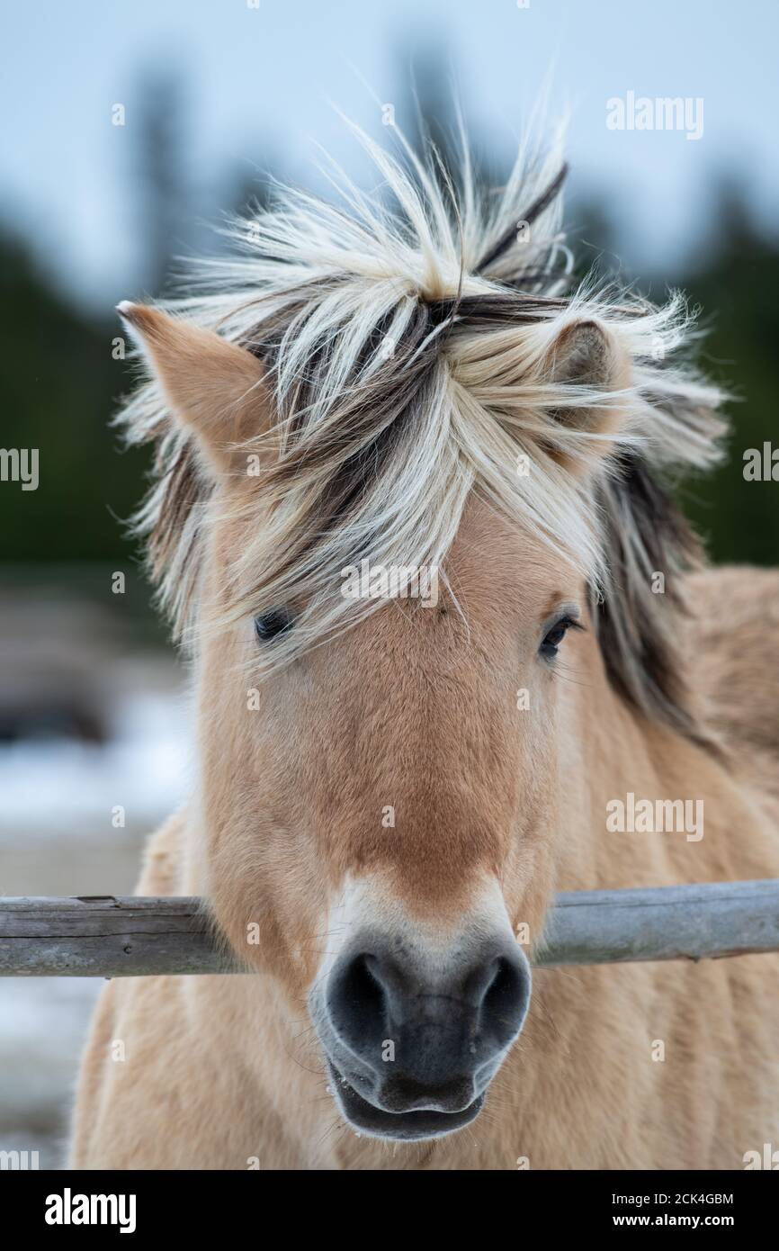 Testa di un giovane pony tan colorato con una mane nera e bionda. L'animale ha le ciglia lunghe, il muso scuro, le orecchie appuntite e la pelliccia di colore marrone. Foto Stock