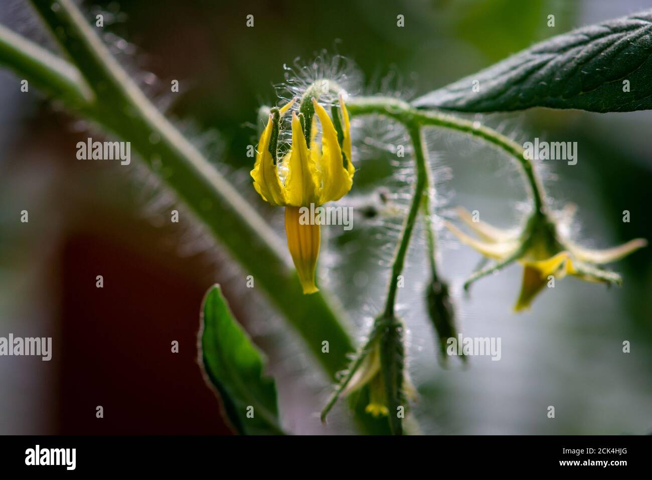 Macro di fiori gialli multipli di patata appesi ad una verde di patata viti. Il gambo ha punte pelose che crescono sulla carne della pianta vegetale. Foto Stock