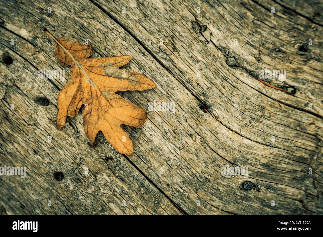 Una foglia di quercia caduta poggia su un pezzo di legno intemperie sull'isola di Cabbage British Columbia, Canada. Foto Stock