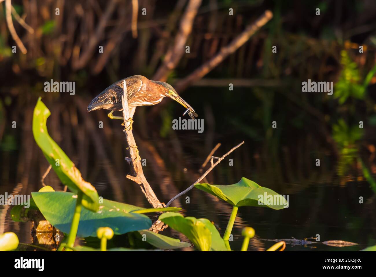 Green Heron (Butorides virescens) seduto su un ramo di albero con preda al tramonto. Sentiero Anhinga. Parco nazionale delle Everglades. Florida. STATI UNITI Foto Stock