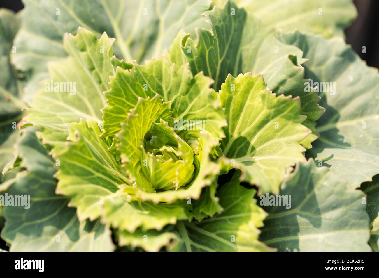 Kale ornamentale fiorito (Brassica oleracea) in varietà Pigeon Victoria Pink, che cresce in un giardino ad Acton, Massachusetts. Foto Stock