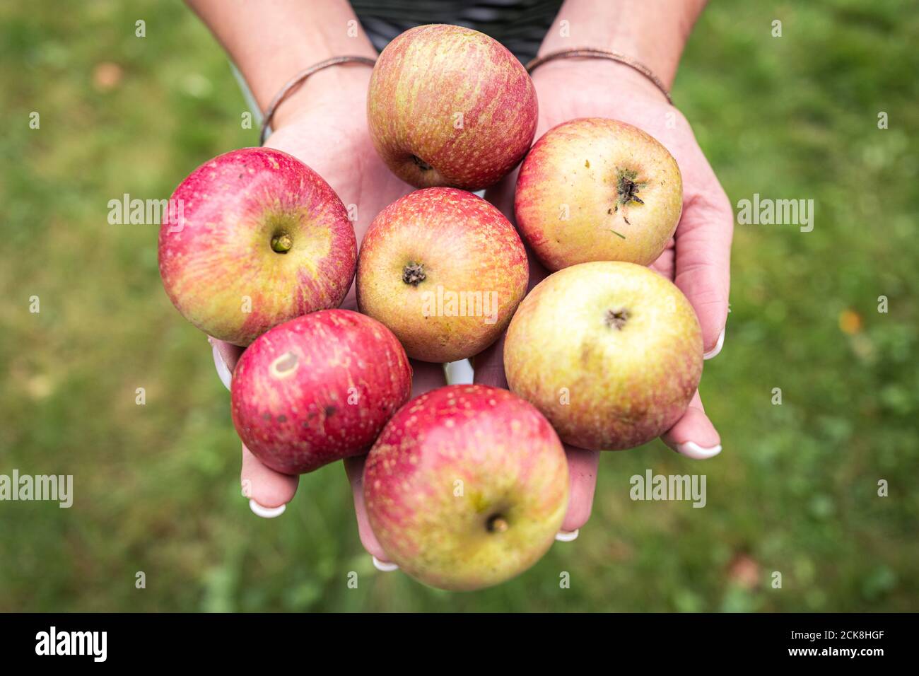 Achternmeer, Germania. 11 Settembre 2020. Una donna tiene le mele nelle mani. Quando un nastro giallo di alberi da frutto nella bassa Sassonia è blasonato alla fine dell'estate, significa che chiunque può raccogliere mele, pere e altri frutti. Credit: Mohssen Assanimoghaddam/dpa/Alamy Live News Foto Stock