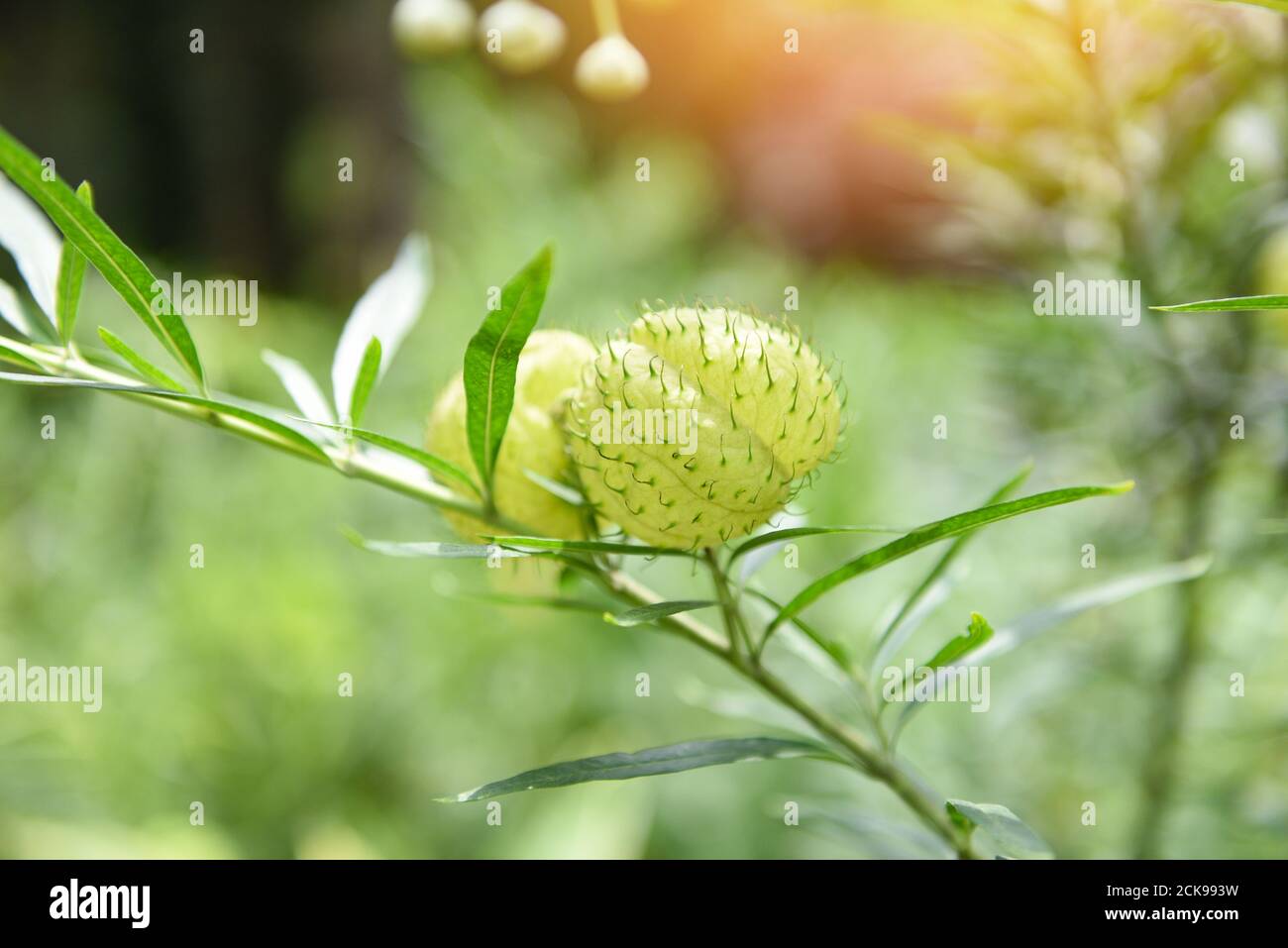 Palloncino piante ornamentale albero / palloncino bush cotone Swan pianta , Gomphocarpus physocarpus Foto Stock