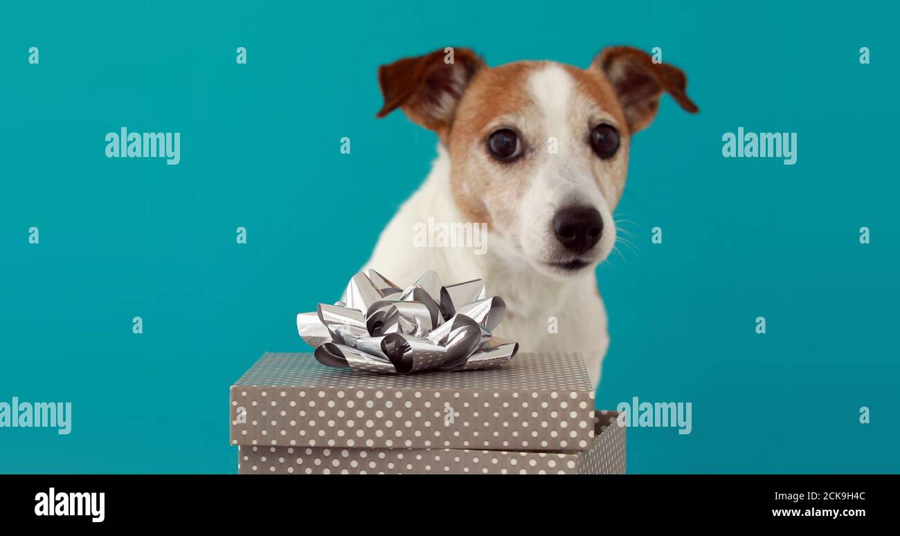 Jack Russell Terrier Party Celebration Immagini E Fotos Stock Pagina 2 Alamy
