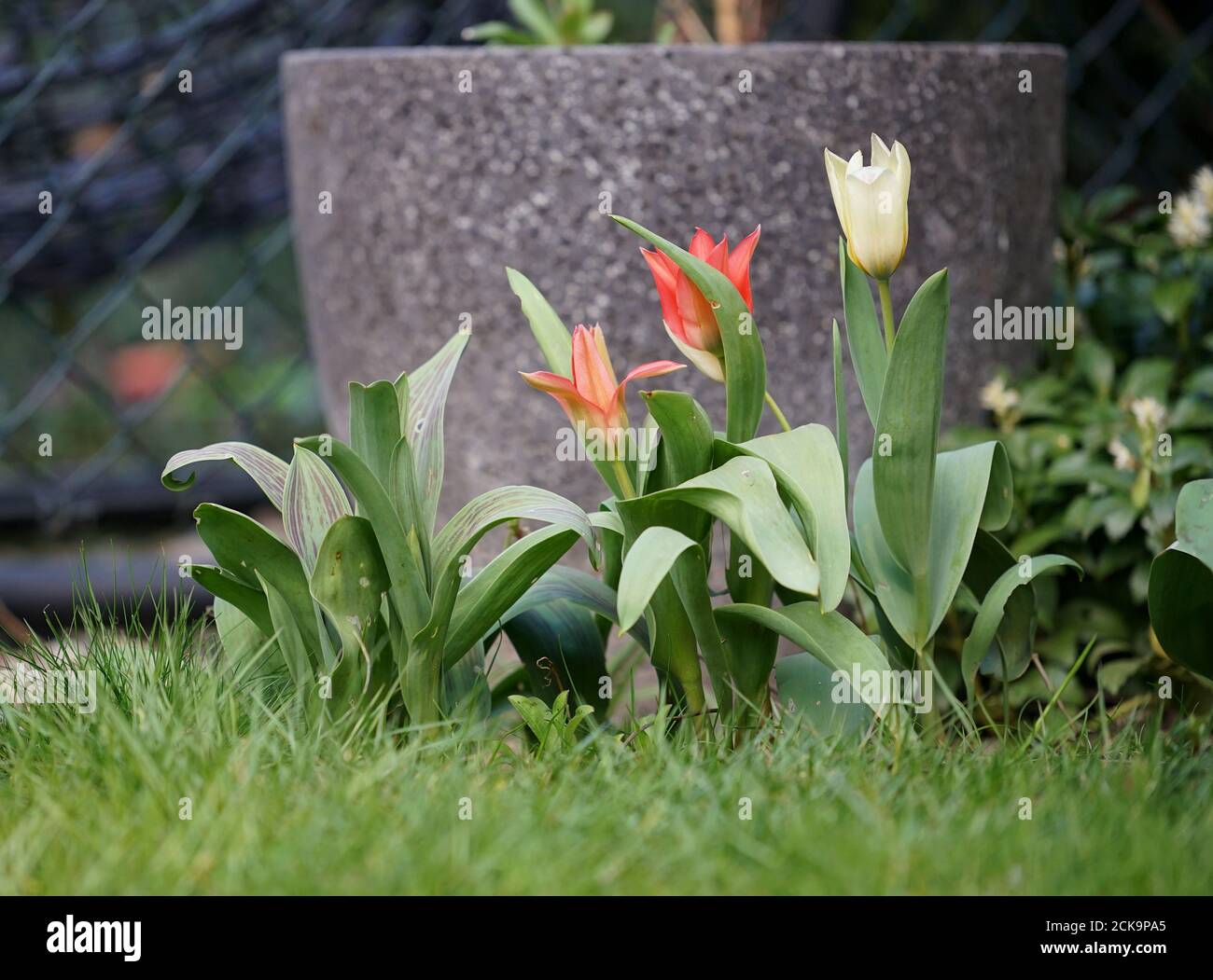 fiori di tulipano nel giardino sullo sfondo di un vecchia recinzione Foto Stock