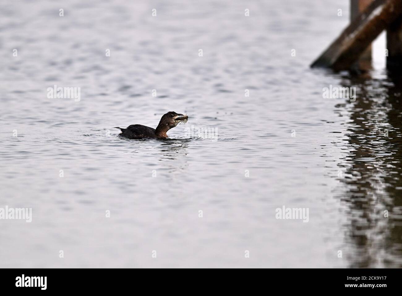 Grebe con fatturazione a pied con un pesce grande Foto Stock