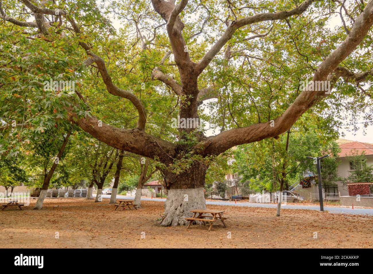 Un vecchio e enorme platano con rami enormi estremi in mezzo ad un parco con tavoli da picnic in un piccolo villaggio. Inizio autunno Foto Stock