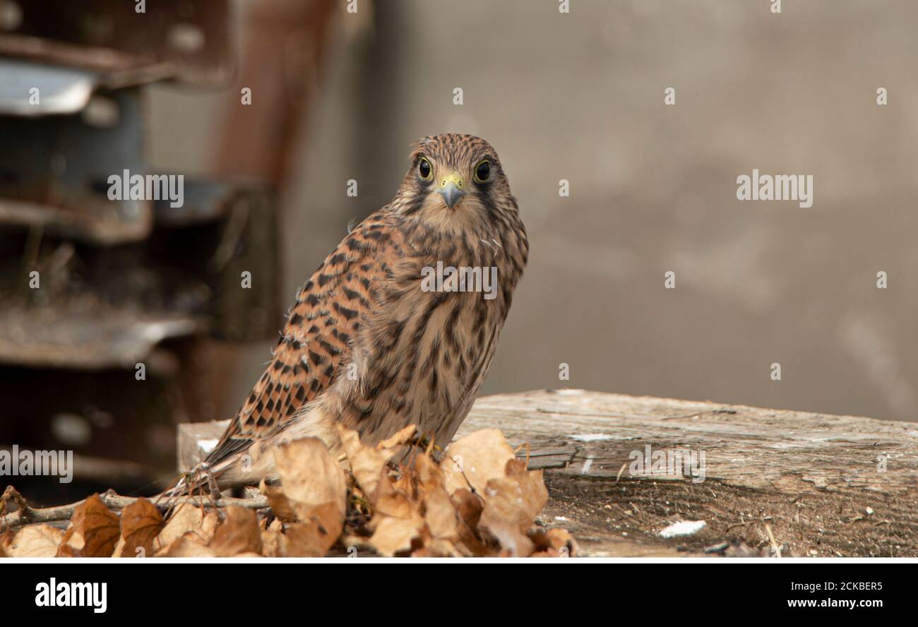 Recentemente volato gheppio (Falco tinnunculus) su Farm 02 Foto Stock