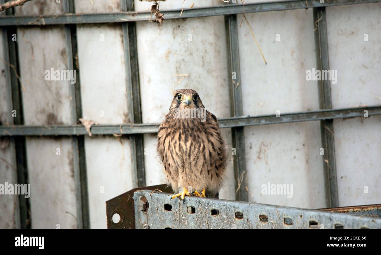 Recentemente volato gheppio (Falco tinnunculus) su Farm 03 Foto Stock