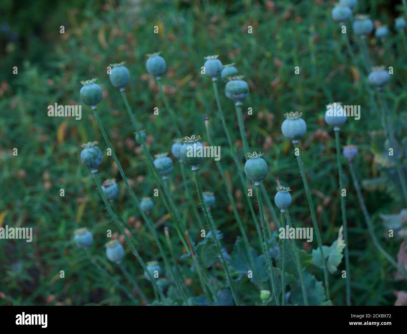 Teste di seme di papavero in giardino con fogliame verde lussureggiante dietro Foto Stock