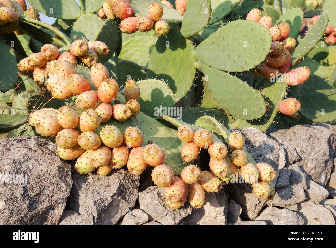 Pere siciliane di ceci in forte crescita (opuntia ficus indica) che pesano con frutta (regione noto, Sicilia, Italia) Foto Stock