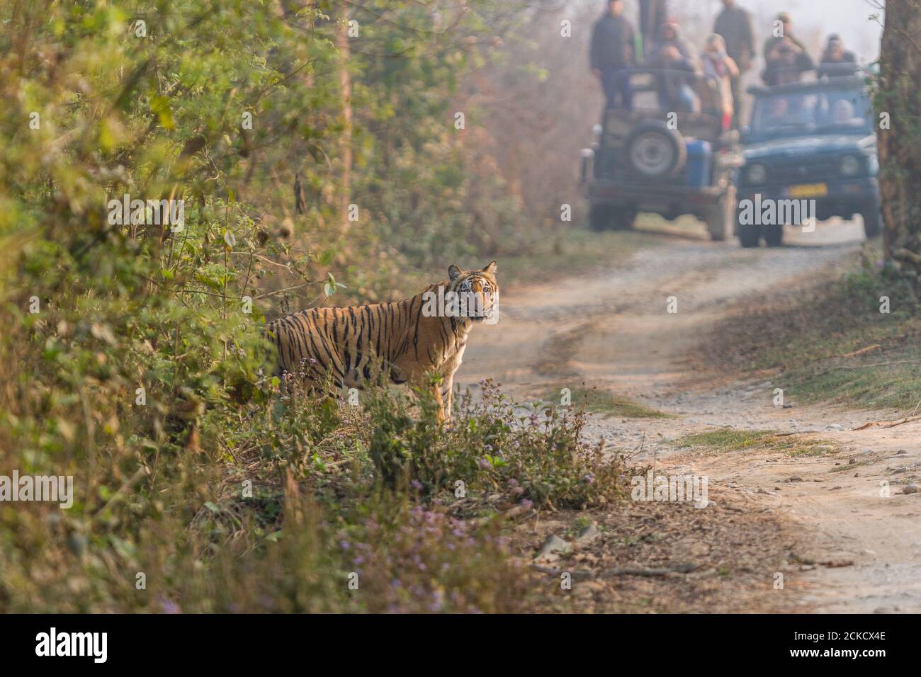La tigre del Bengala adulta esce dai fitti mentre i turisti guardano con entusiasmo in una mattinata invernale alla Riserva della Tigre di Corbett, Uttarakhan Foto Stock