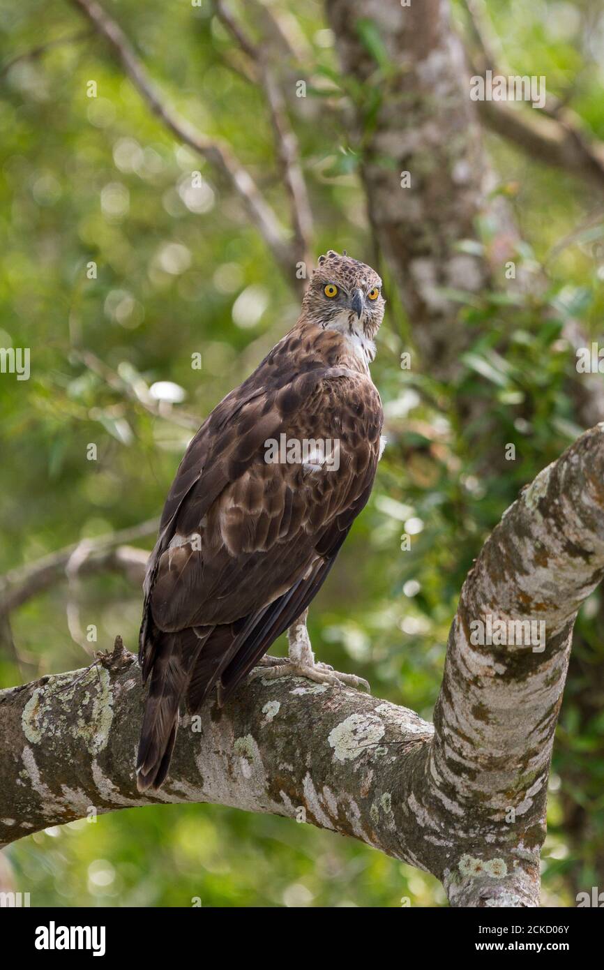 Mormorante pallido Hawk Eagle arroccato su un albero di mangrovie durante un pomeriggio monsone al Sundarban National Park, Bengala Occidentale, India Foto Stock
