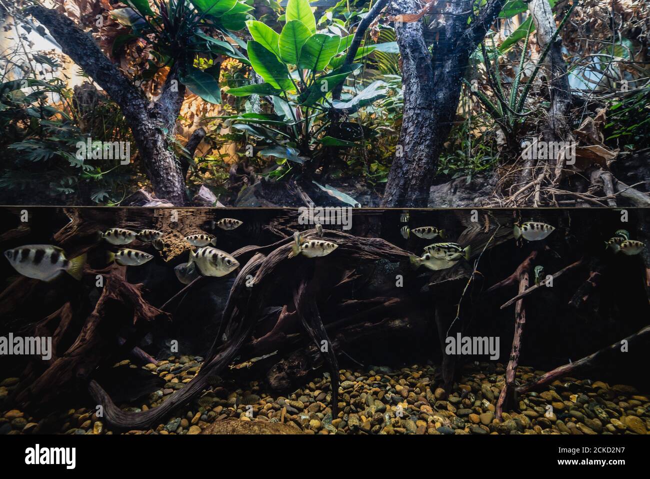 Mazzo di pesci raccolti in una mezza scena subacquea spaccata tra sotto l'acqua che esplica la vita e la flora di superficie spessa in un ecosistema perfetto Foto Stock