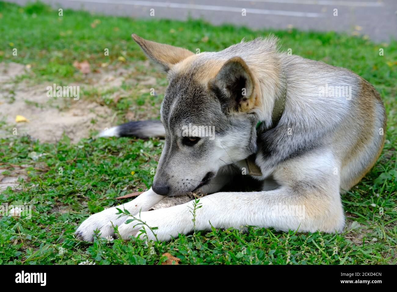 carino cane sdraiato sull'erba e gnawing un osso. cura del cane, amore dell'animale domestico e concetto di amici animali. adozione del pet. Foto Stock