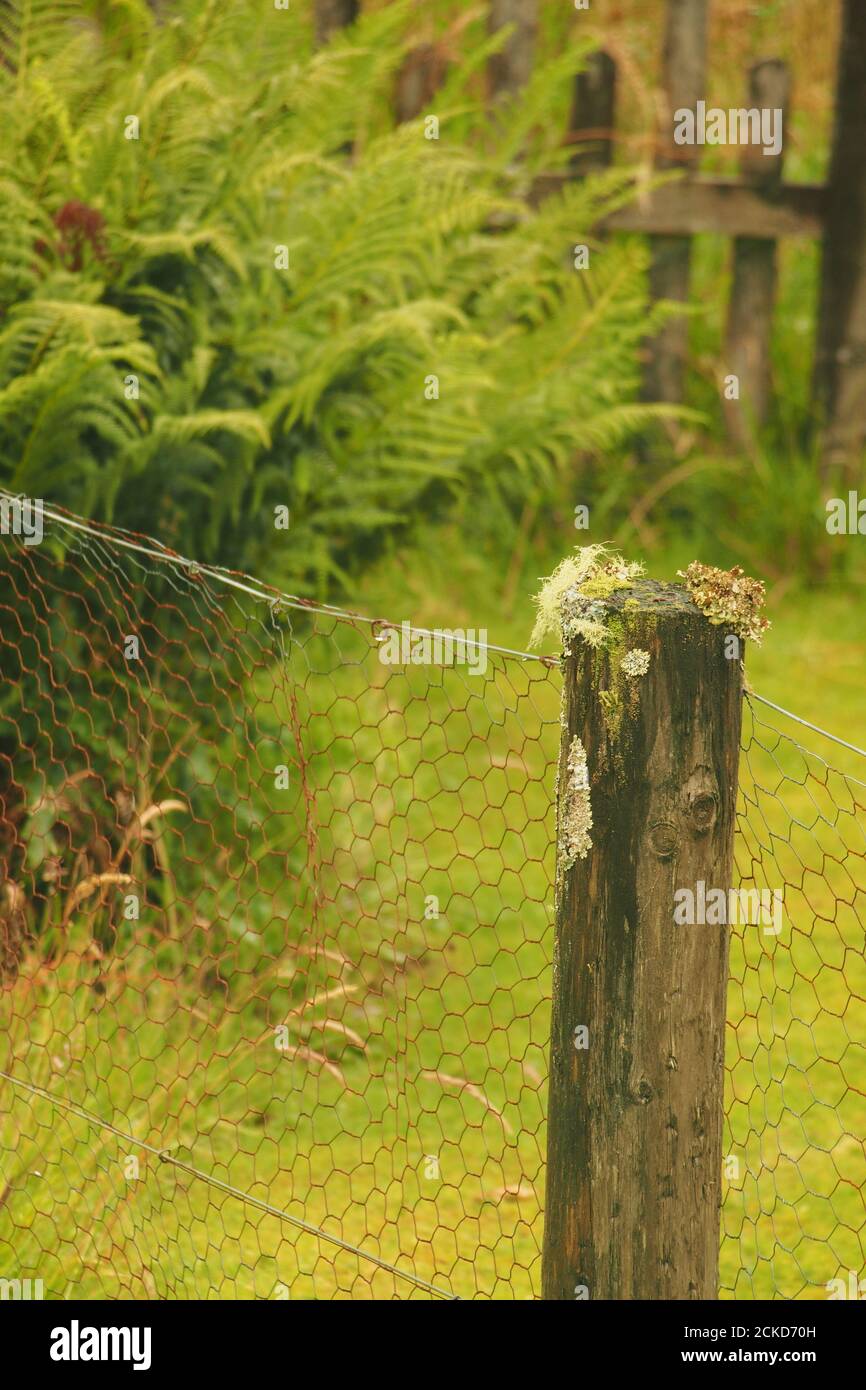 Vista ravvicinata di un vecchio palo da recinzione, coperto di lichene, che regge una recinzione di filo di pollo, Argyll, Scozia Foto Stock