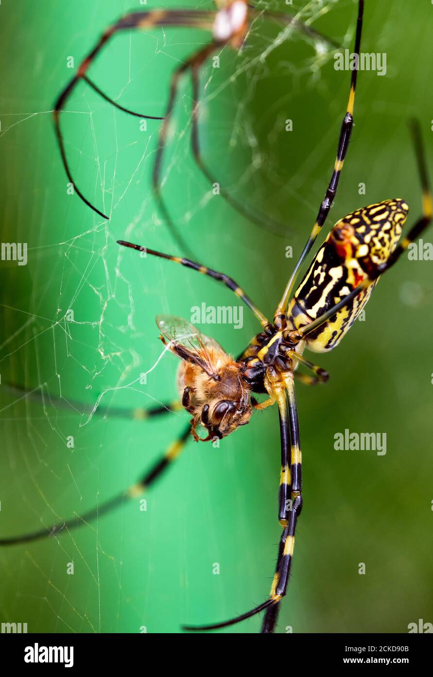 Nephila clavata mangiare una api mellifera ligustica Foto Stock
