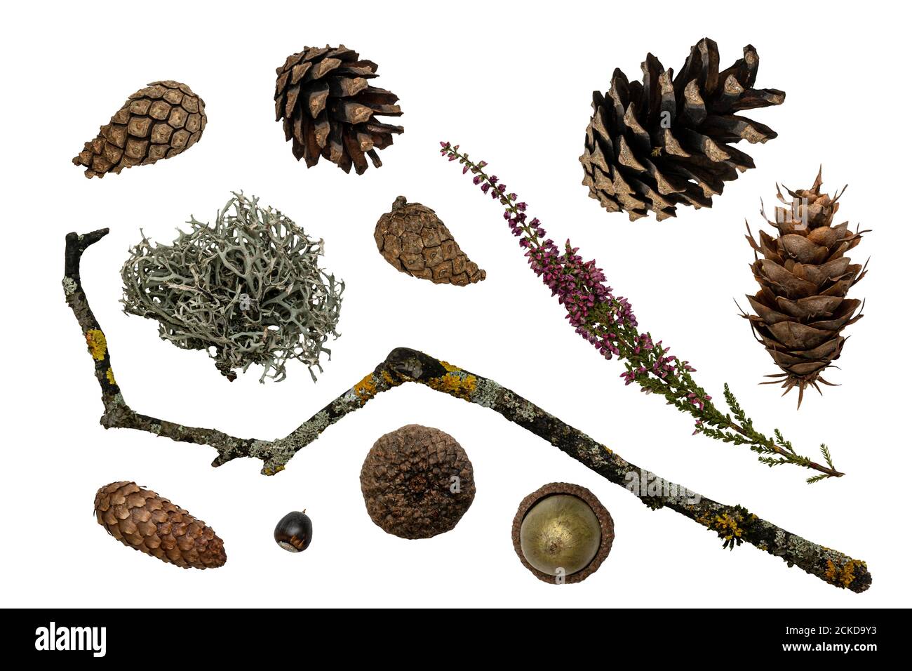 Set di regali naturali autunno foresta. Collezione di coni di pino e abete rosso, acorno, lichene. Isolato su bianco Foto Stock