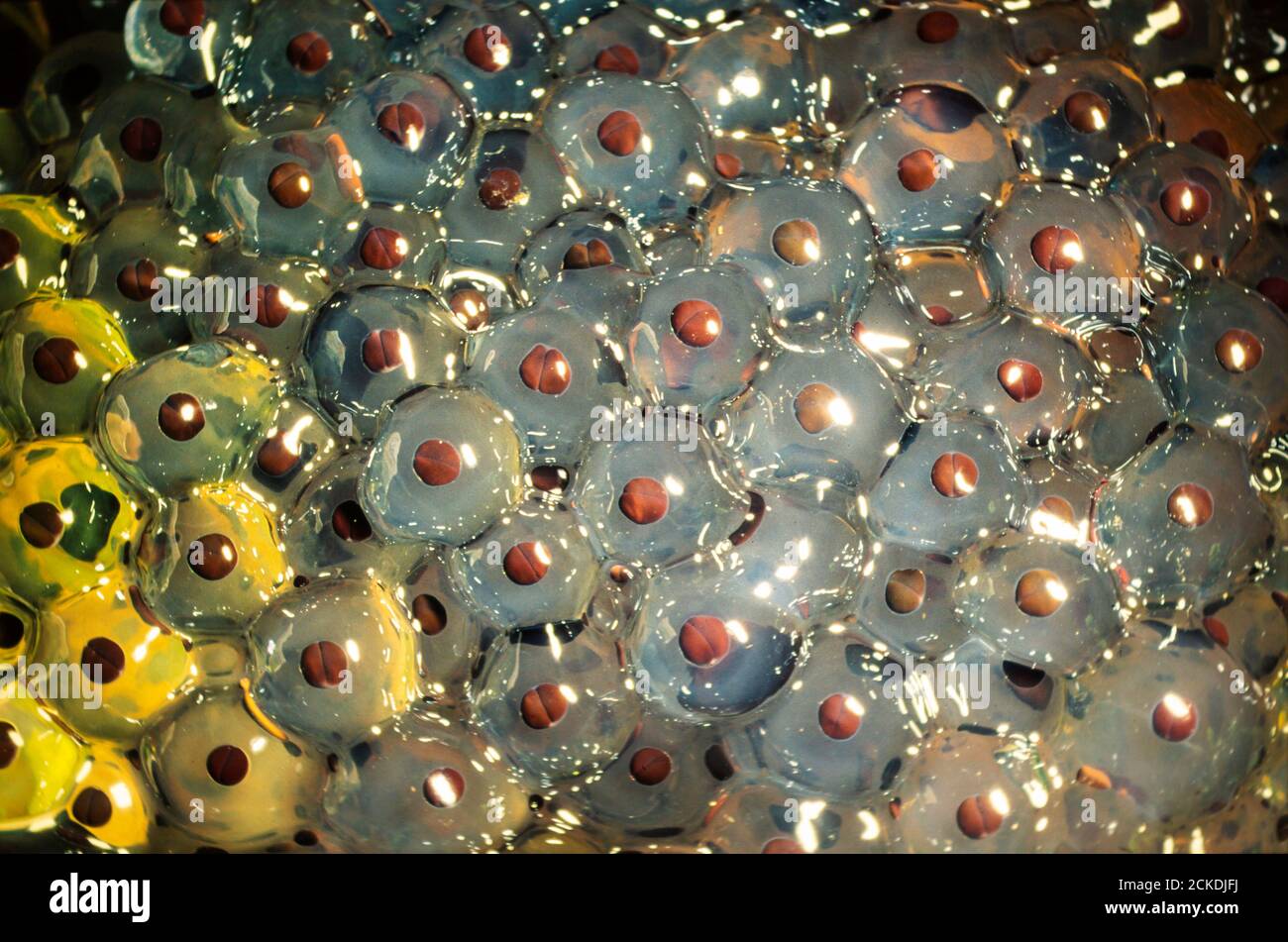 Frogspawn con la cella che si divide in due. Foto Stock