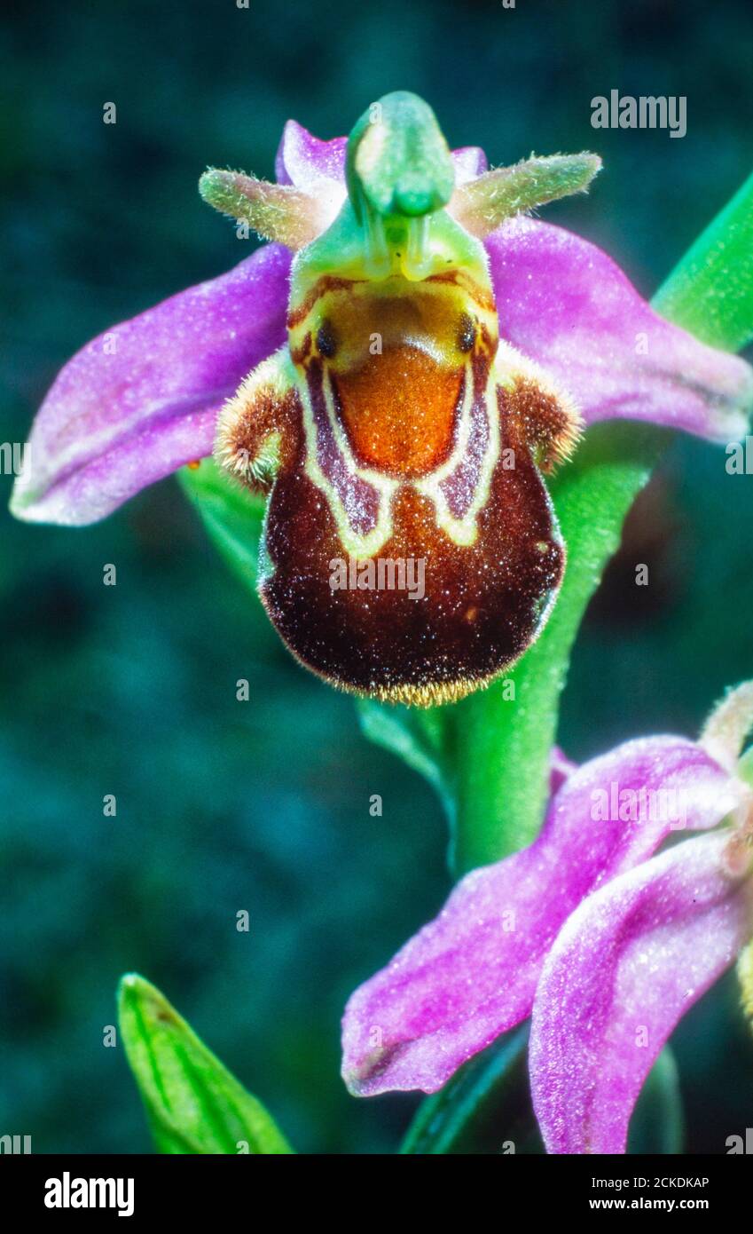 A Bee Orchid, Ophrys apifera, Yorkshire Dales, Regno Unito. Foto Stock