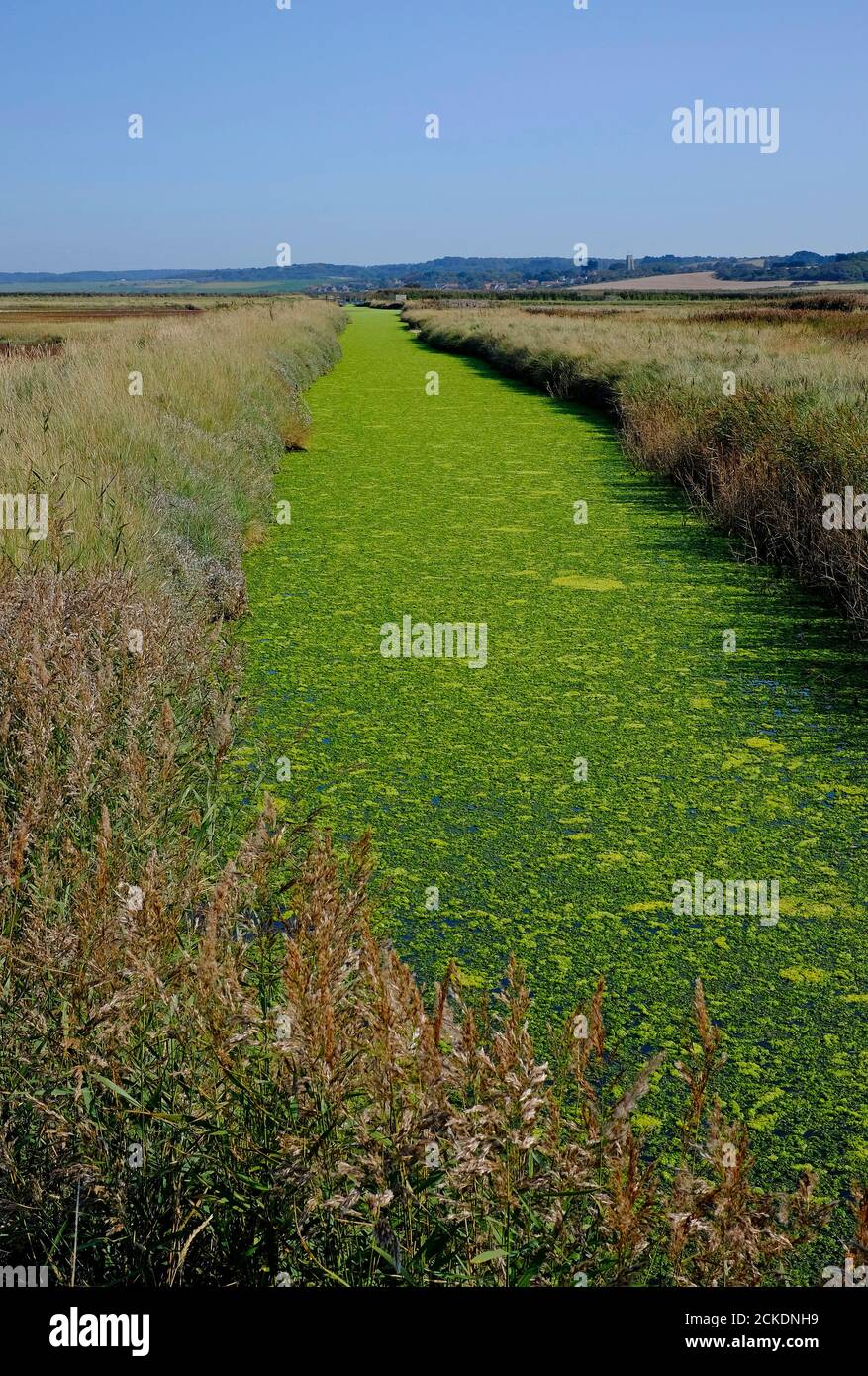 alghe in dike, riserva naturale pulita, nord norfolk, inghilterra Foto Stock