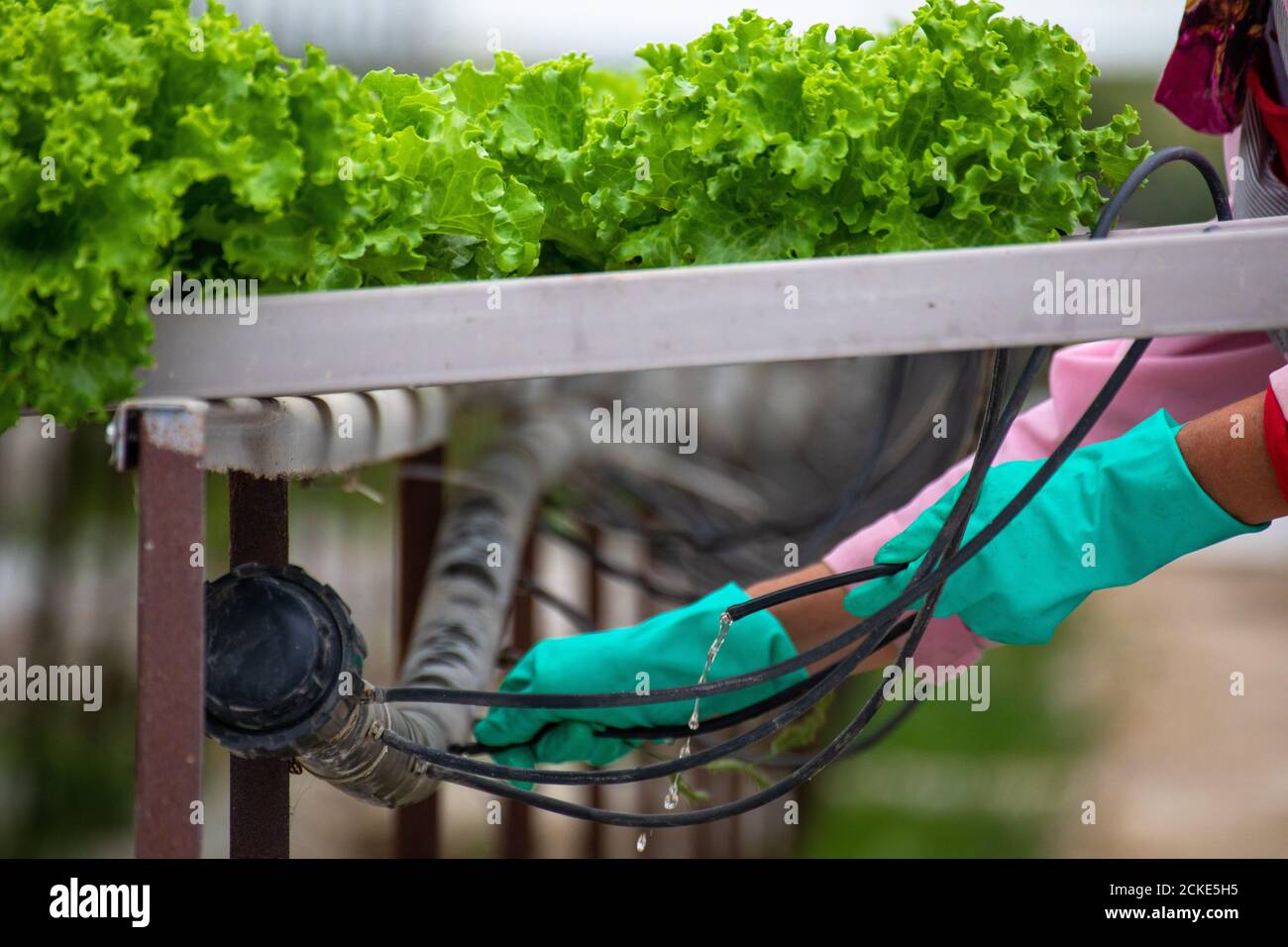 Vista ravvicinata di una donna che indossa guanti mentre lavora in una serra dove la lattuga è coltivata con un metodo di coltivazione senza soia. Foto Stock