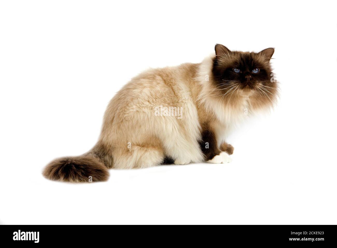 Il cioccolato Birmanese gatto domestico, adulto seduto contro uno sfondo bianco Foto Stock