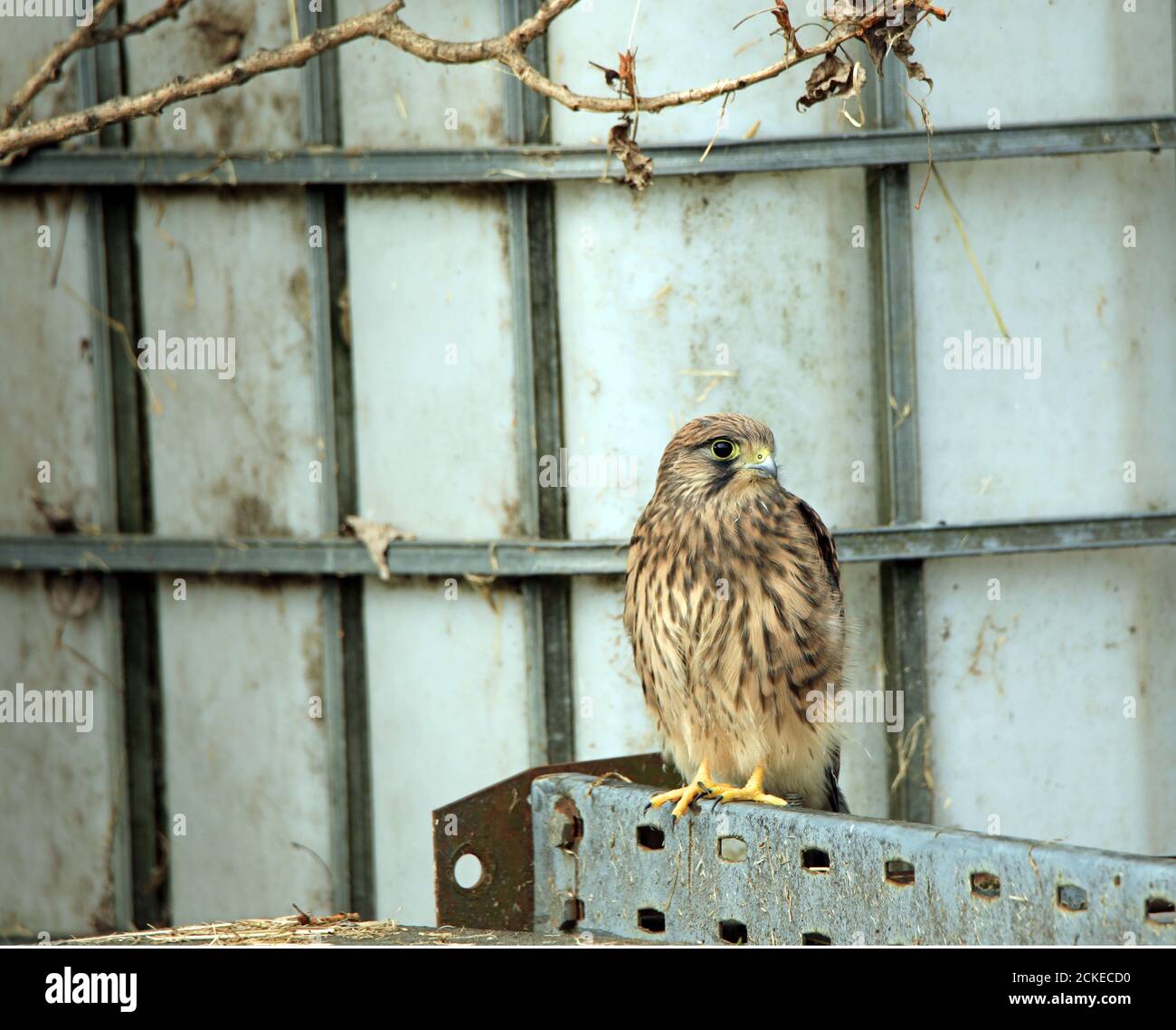Recentemente volato Kestrel (Falco tinnunculus) su Farm 04 Foto Stock