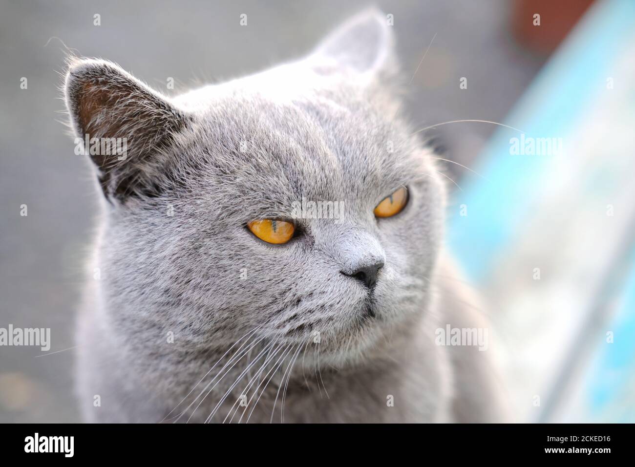 gatto britannico shorthair con gli occhi gialli. primo piano ritratto di un gatto serio guardando da parte. cura del pet e concetto di amore del gatto. Foto Stock