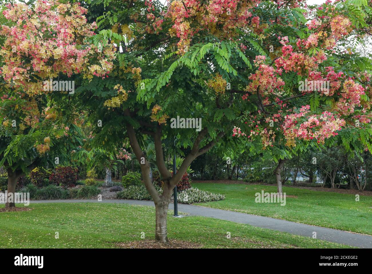 Flame Tree cinese a Cannonvale, Whitsundays, Australia Foto Stock