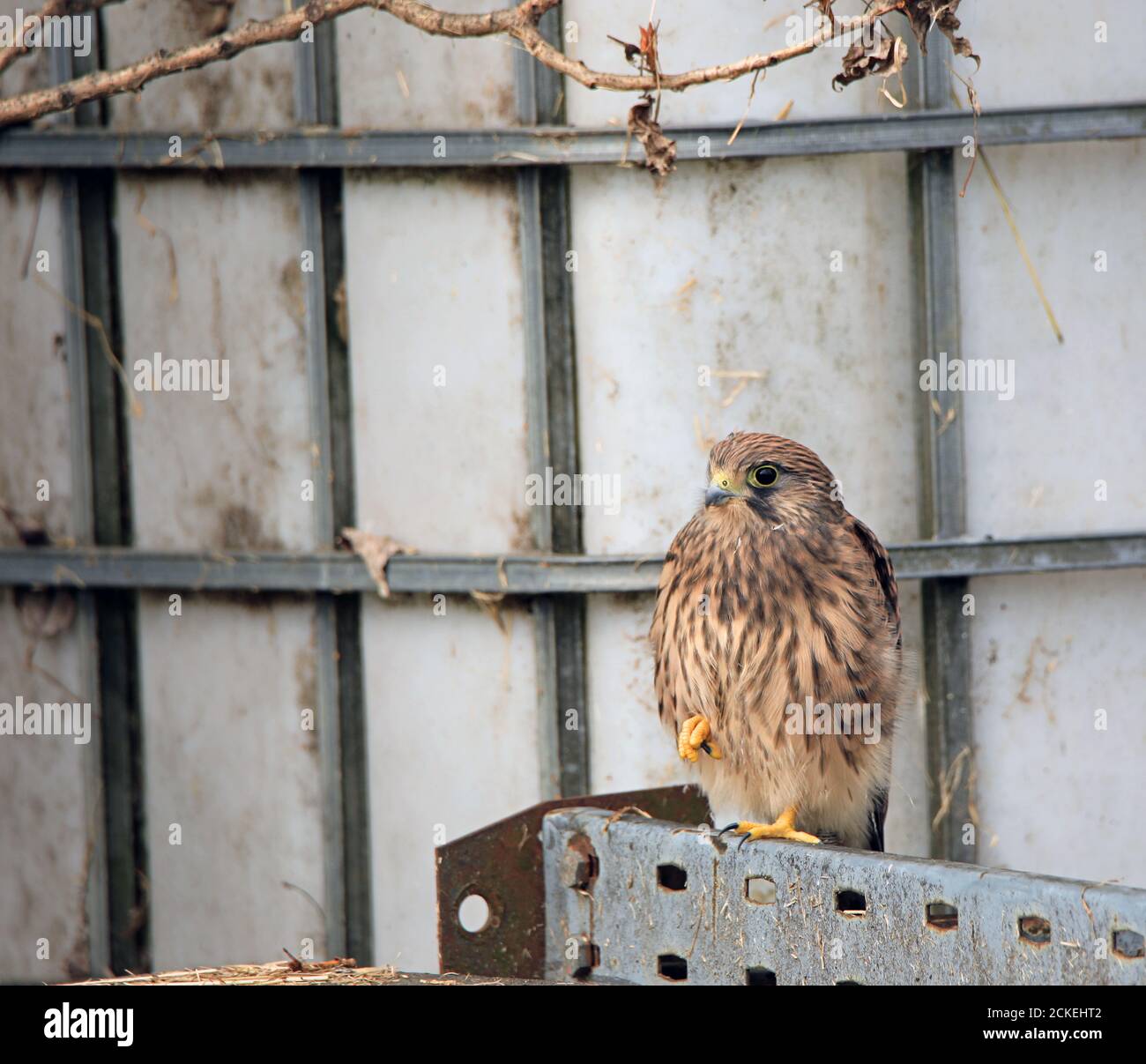 Recentemente volato gheppio (Falco tinnunculus) su Farm 05 Foto Stock