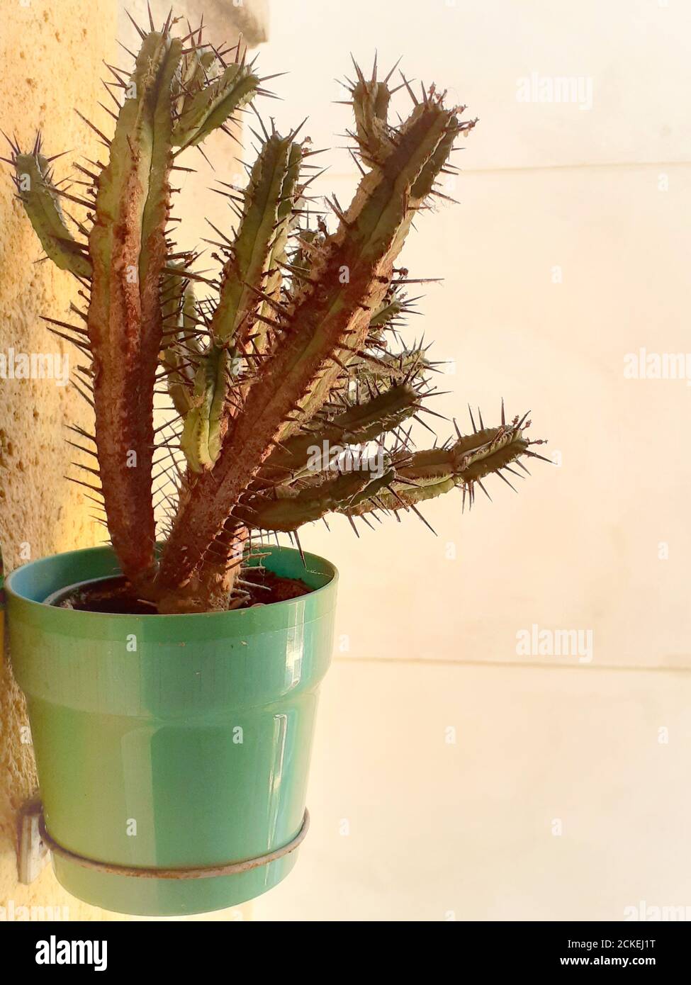 Cactus in una pentola verde. Foto Stock